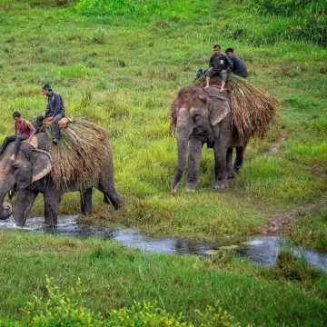 Jungle Safari