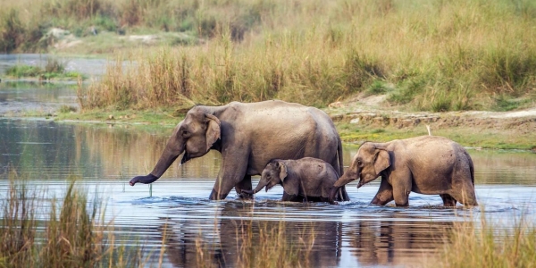 Wildlife Adventure Tour in Nepal 2025
