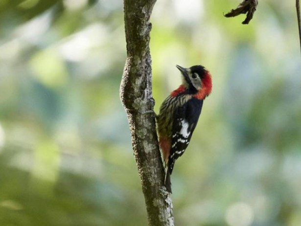 Phulchowki Bird Watching Tour