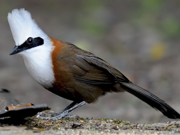 Shivapuri Bird Watching Tour